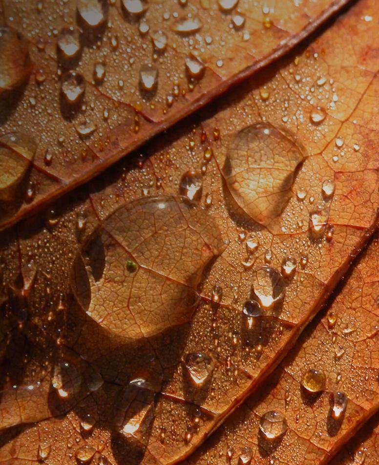 filler ialouronikou header 1